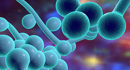 m/تشخیص کاندیدا در محصولات پزشکی