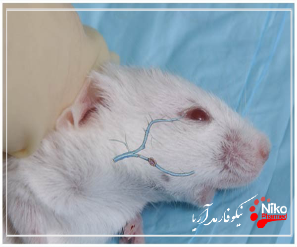 i/نمونه گیری در حیوانات آزمایشگاهی ( خون گیری ) چگونه است؟