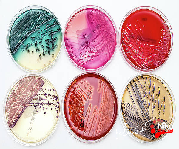 بررسی قابلیت رشد و مهار میکروب ها (GPT) m/بررسی قابلیت رشد و مهار میکروب ها (GPT)