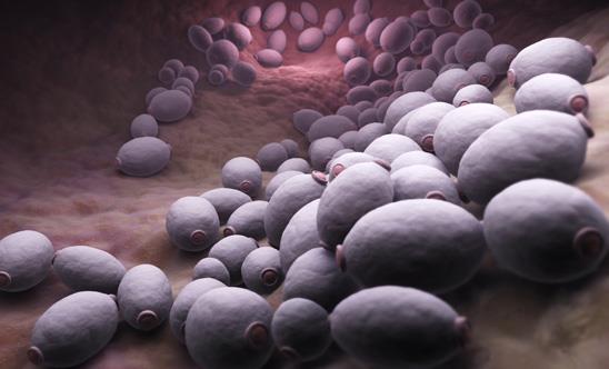 m/تشخیص کاندیدا در محصولات پزشکی