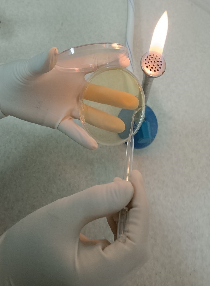 m/روش مستقیم برای آزمایش بار زیستی