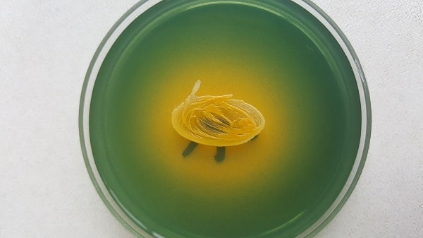 d/تشخیص استاف در محصولات پزشکی