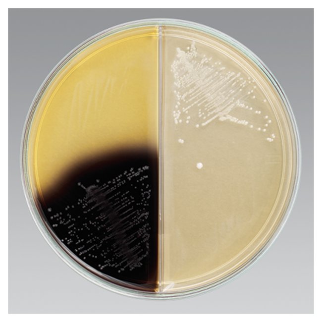 پلیت های آماده میکروبی m/پلیت های آماده میکروبی